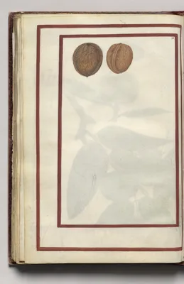English Walnuts, folio 43 (verso), from Florilegium (A Book of Flower Studies)