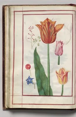 Tulip, Pink Dicentra, English Daisy (Bellif), and Borage, folio 13 (verso), from Florilegium (A Book of Flower Studies)