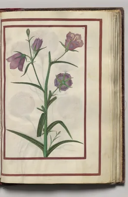 Campanula, folio 27 (recto), from Florilegium (A Book of Flower Studies)