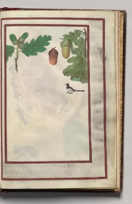 Oak Leaves, Acorns, and Bird, folio 44 (recto), from Florilegium (A Book of Flower Studies)