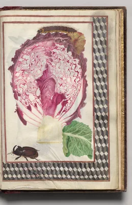 Cross Section of a Red Cabbage with a Beetle and Caterpillar with Geometric Border, folio 45 (recto), from Florilegium (A Book of Flower Studies)