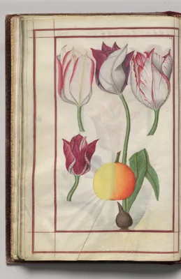 Tulips and Fruit, folio 14 (verso), from Florilegium (A Book of Flower Studies)