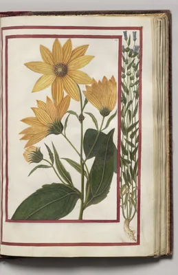 Helianthus with Blue Flower Border, folio 28 (recto), from Florilegium (A Book of Flower Studies)