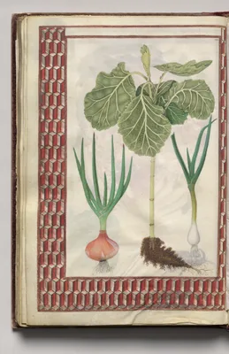 Two Onions and a Cabbage with Geometric Border, folio 45 (verso), from Florilegium (A Book of Flower Studies)