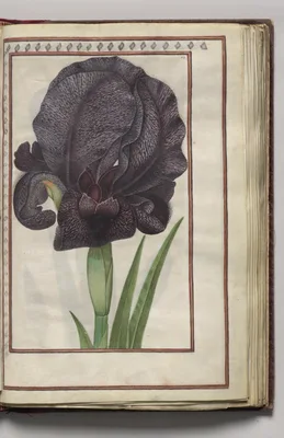 Iris, folio 15 (recto), from Florilegium (A Book of Flower Studies)