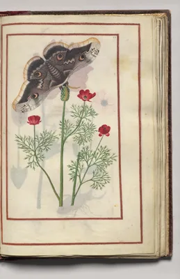 Moth with Poppies?, folio 29 (recto), from Florilegium (A Book of Flower Studies)