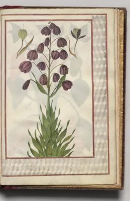 Fritillaria Presica with Geometric Border, folio 46 (recto), from Florilegium (A Book of Flower Studies)