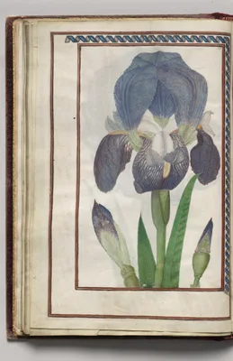 Blue and White Iris, folio 15 (verso), from Florilegium (A Book of Flower Studies)