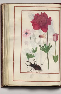 Red Anemones? with Stag Beetle, folio 29 (verso), from Florilegium (A Book of Flower Studies)