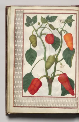Pepper Plant with Geometric Border, folio 46 (verso), from Florilegium (A Book of Flower Studies)