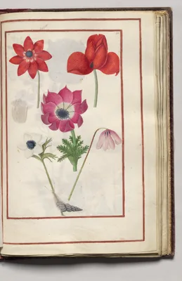 Anemones with a Snail, folio 30 (recto), from Florilegium (A Book of Flower Studies)