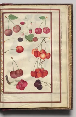 Cherries and Strawberries, folio 47 (recto), from Florilegium (A Book of Flower Studies)