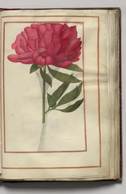 Red Peony, folio 17 (recto), from Florilegium (A Book of Flower Studies)