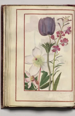 Anemones and Hellebore, folio 30 (verso), from Florilegium (A Book of Flower Studies)