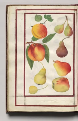 Peaches, Pears, and Figs, folio 47 (verso), from Florilegium (A Book of Flower Studies)