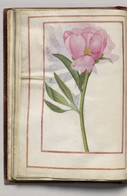 Pink Peony, folio 17 (verso), from Florilegium (A Book of Flower Studies)