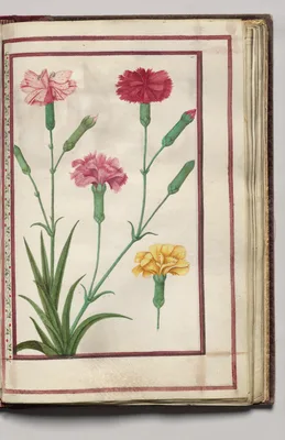 Carnations, folio 31 (recto), from Florilegium (A Book of Flower Studies)