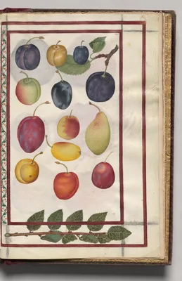 Plums with Branch Border, folio 48 (recto), from Florilegium (A Book of Flower Studies)