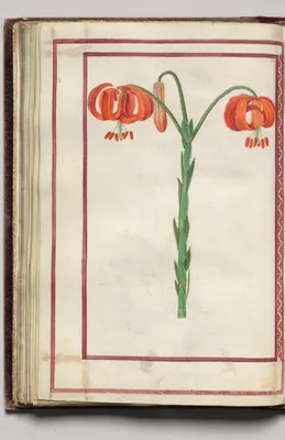 Turks Cap Lily, folio 32 (verso), from Florilegium (A Book of Flower Studies)