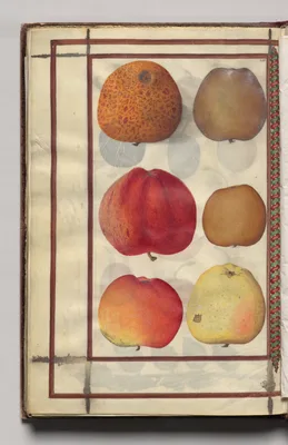 Apples, folio 48 (verso), from Florilegium (A Book of Flower Studies)