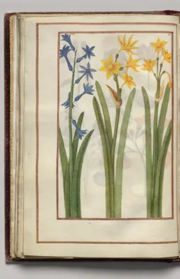 Blue Hyacinth and Yellow Narcissus, folio 18 (verso), from Florilegium (A Book of Flower Studies)