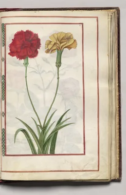 Red and Yellow Carnations, folio 33 (recto), from Florilegium (A Book of Flower Studies)