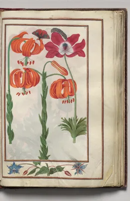 Lily, Anemone, Borage, and Caterpillar, with Floral Border, folio 19 (recto), from Florilegium (A Book of Flower Studies)