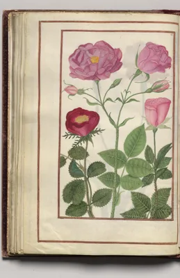 Roses, folio 33 (verso), from Florilegium (A Book of Flower Studies)