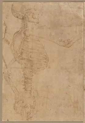 Half-Length Skeleton in Profile — Battista Franco Veneziano