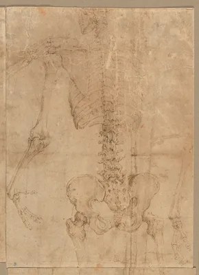 Upper Half of Skeleton from the Back — Battista Franco Veneziano