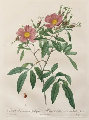 Les Roses:  Rosa Hudsoniana Salicifolia — Pierre-Joseph Redouté