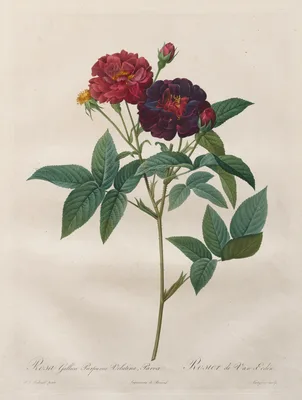 The Roses:  Rosa Gallica Purpurea Velutina Parva — Jérôme-Martin Langlois