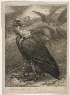 Vulture — Félix Bracquemond