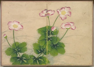 Desk Album: Flower and Bird Paintings (mallow flowers) — Zhang Ruoai