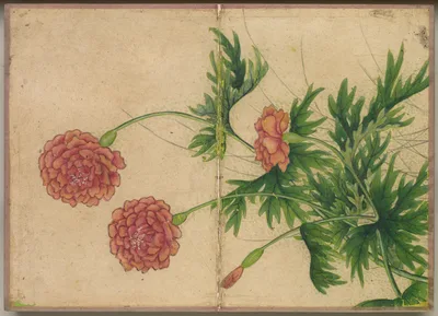 Desk Album: Flower and Bird Paintings (Peony) — Zhang Ruoai