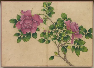 Desk Album: Flower and Bird Paintings (Rose) — Zhang Ruoai