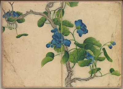 Desk Album: Flower and Bird Paintings (Climbing Blue Flowers) — Zhang Ruoai