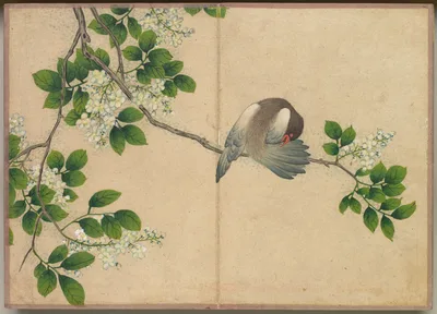 Desk Album: Flower and Bird Paintings (Preening Bird) — Zhang Ruoai