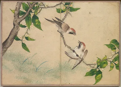 Desk Album: Flower and Bird Paintings (Gossiping Sparrows) — Zhang Ruoai