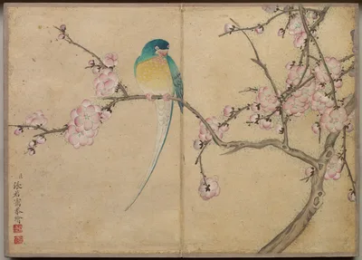 Desk Album: Flower and Bird Paintings (Bird with Plum Blossoms) — Zhang Ruoai