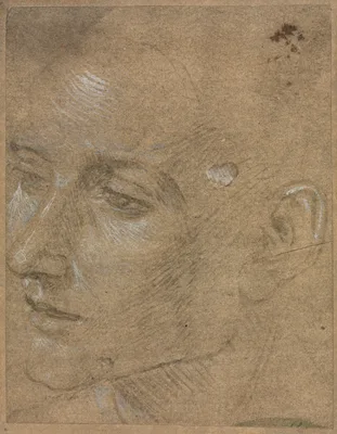 Head of a Young Man — Filippino Lippi