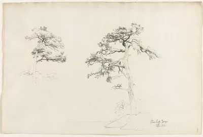 Pine, Lake George — David Johnson