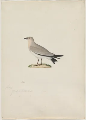 Small Pratincole (Glareola lactea) — Paul Huet