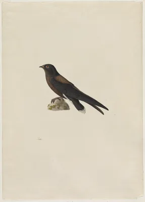 Needle-Tailed Swift (Hirundapus caudaculus) — Paul Huet