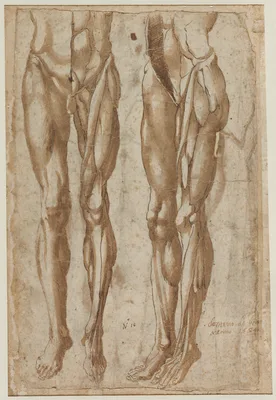 Two Studies of a Flayed Man (recto) — Bartolommeo da Arezzo