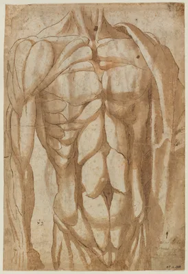 Study of a Flayed Torso (verso) — Bartolommeo da Arezzo