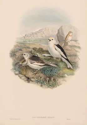 Plectrophanes Nivalis — John Gould