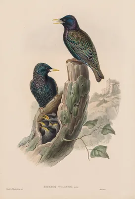 Sturnur Vulgaris — John Gould