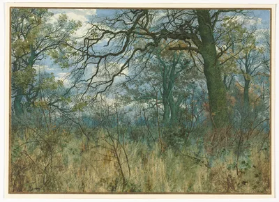 Trees and Undergrowth — William Fraser Garden