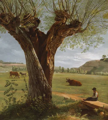 Pollard Willow — Pierre Jean Boquet